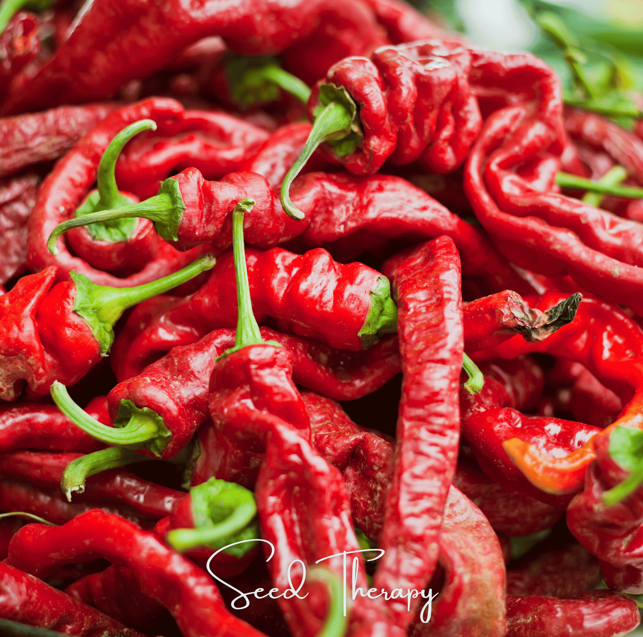 Jimmy Nardello's Pepper – 25 Seeds | Seeds | Wiccan Center
