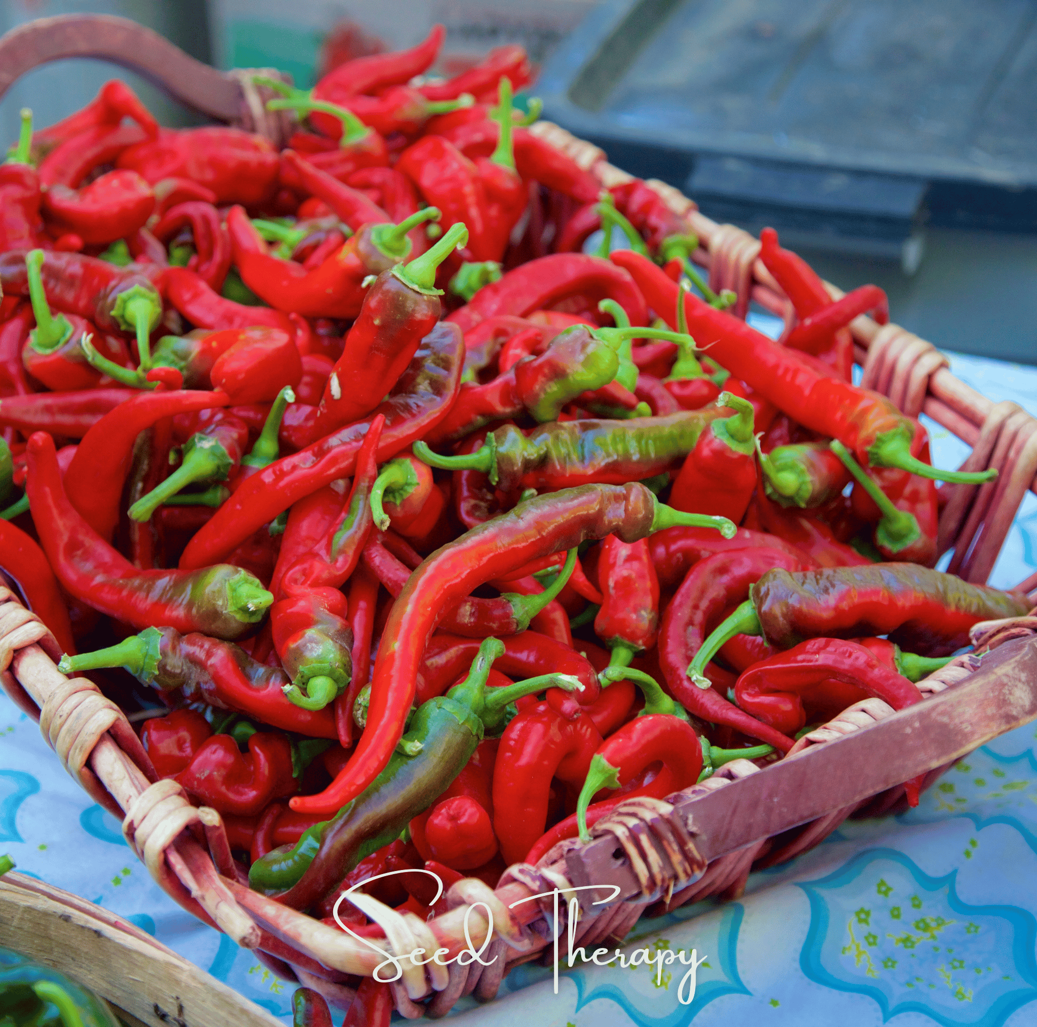 Jimmy Nardello's Pepper – 25 Seeds | Seeds | Wiccan Center