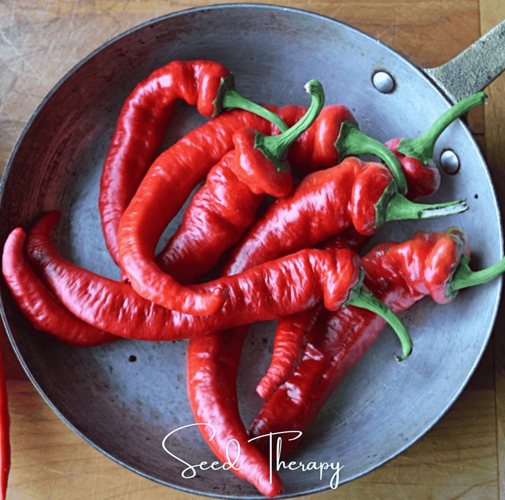 Jimmy Nardello's Pepper – 25 Seeds | Seeds | Wiccan Center