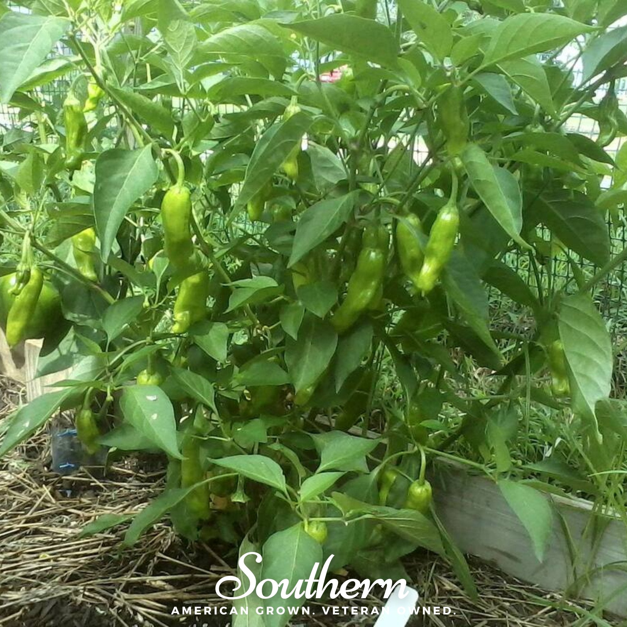 Pepperoncini Pepper – 25 Seeds | | Wiccan Center