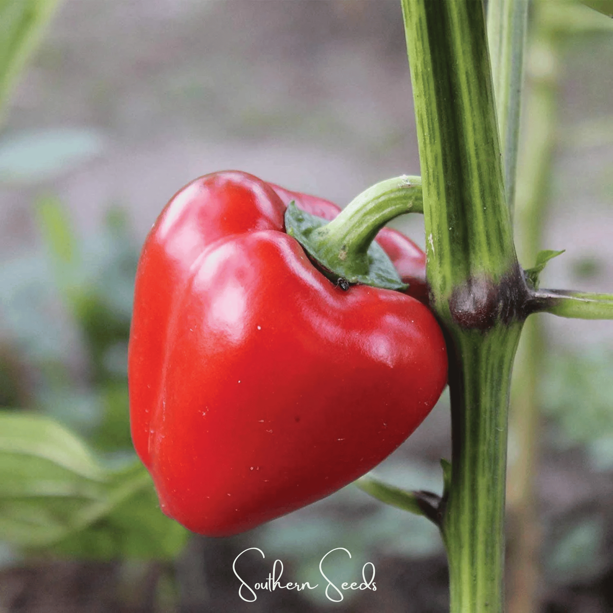 Pimento Sweet Pepper – 25 Seeds | Seeds | Wiccan Center