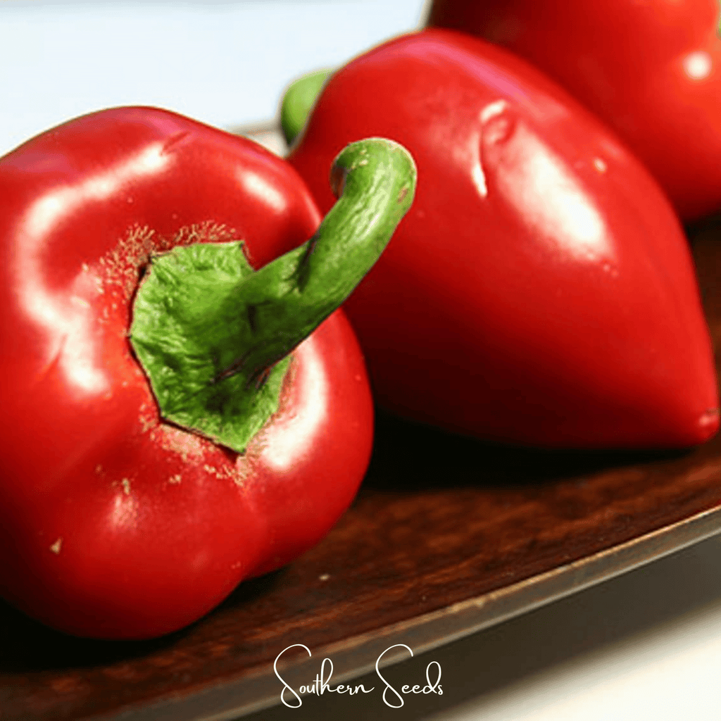 Pimento Sweet Pepper – 25 Seeds | Seeds | Wiccan Center
