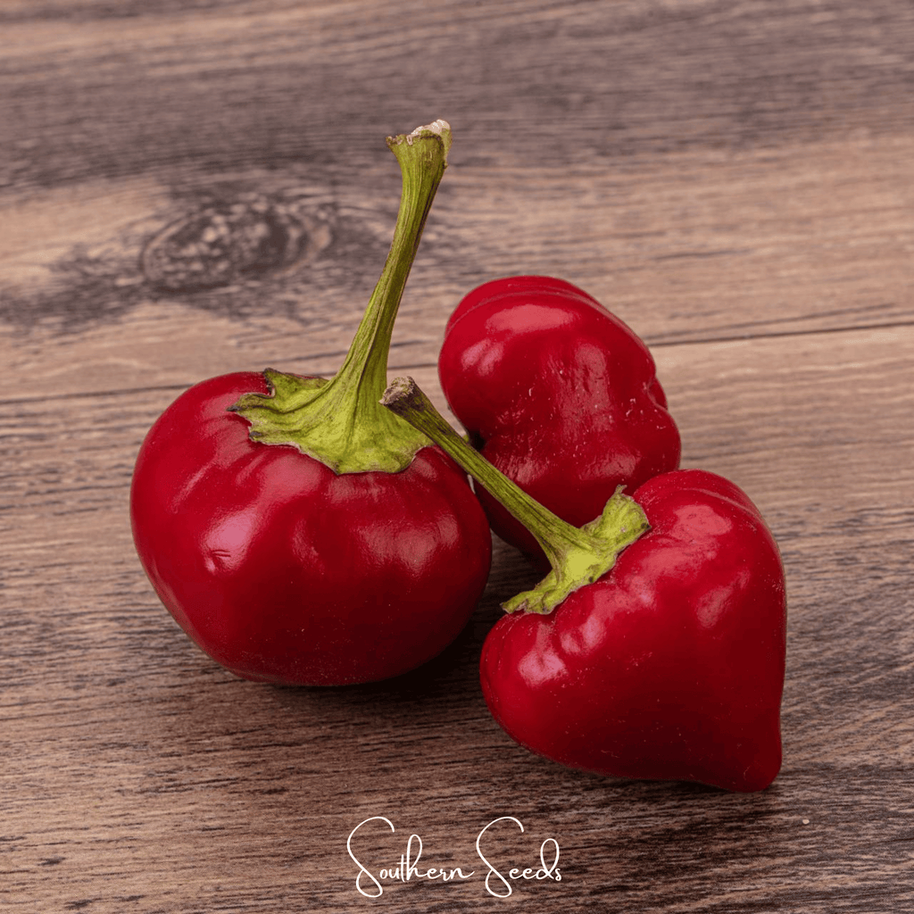 Pimento Sweet Pepper – 25 Seeds | Seeds | Wiccan Center