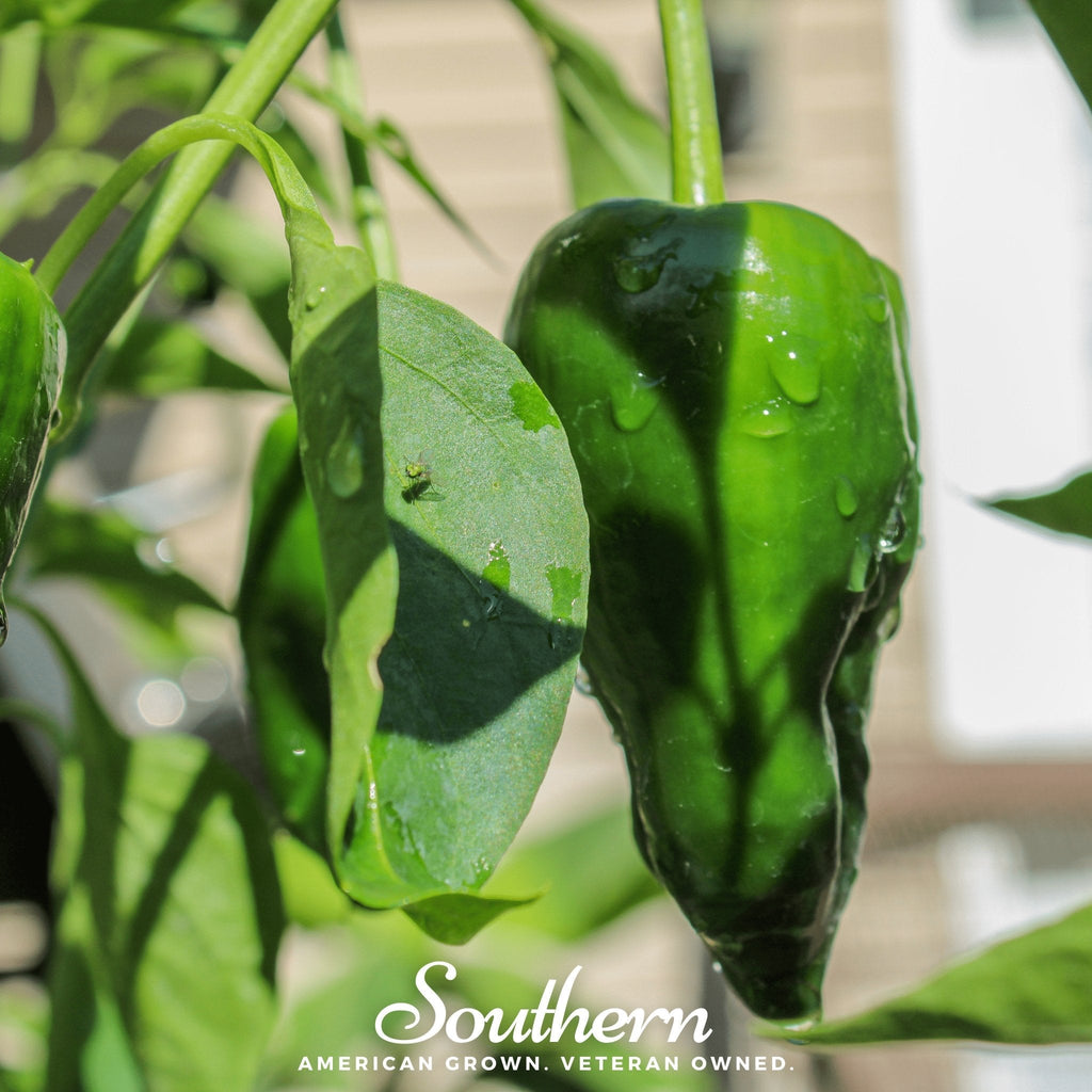 Poblano Ancho Grande Pepper – 25 Seeds | | Wiccan Center