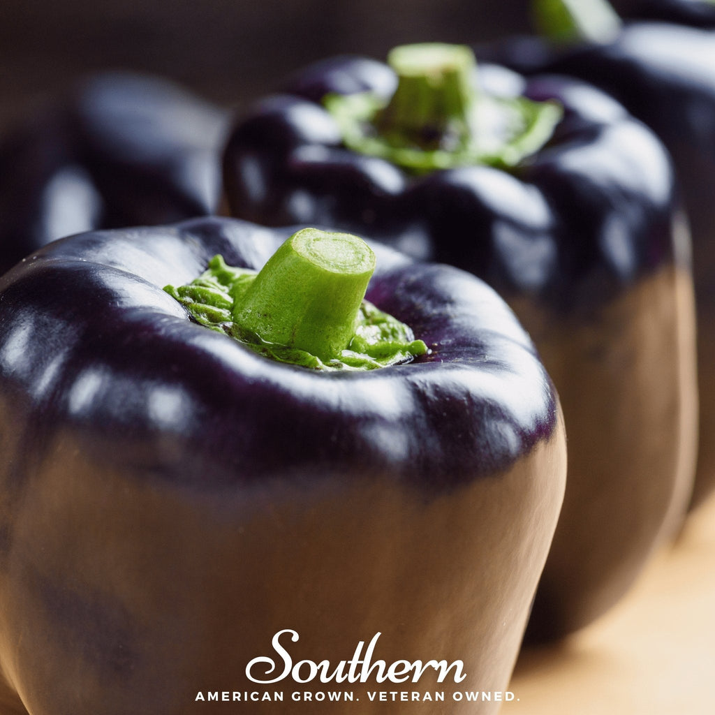 Purple Beauty Sweet Pepper – 30 Seeds | | Wiccan Center