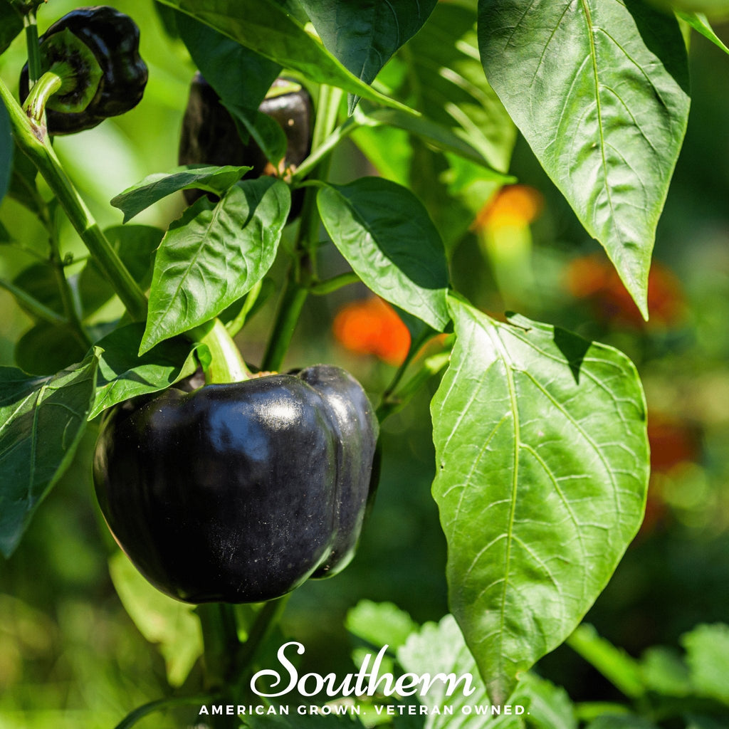 Purple Beauty Sweet Pepper – 30 Seeds | | Wiccan Center