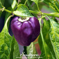 Purple Beauty Sweet Pepper – 30 Seeds | | Wiccan Center