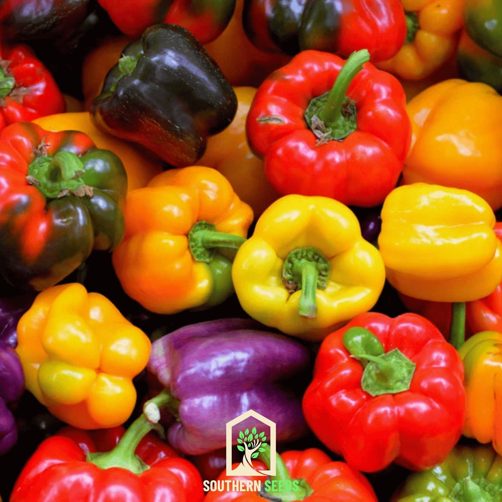 Rainbow Bell Sweet Pepper – 25 Seeds | Seeds | Wiccan Center