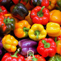 Rainbow Bell Sweet Pepper – 25 Seeds | Seeds | Wiccan Center