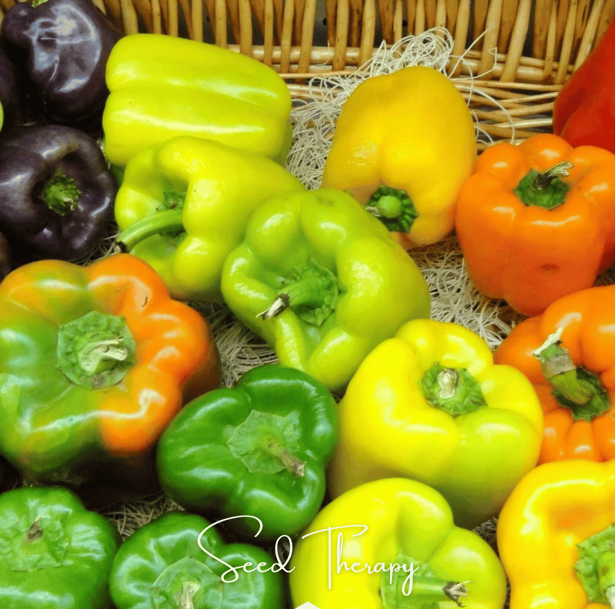Rainbow Bell Sweet Pepper – 25 Seeds | Seeds | Wiccan Center