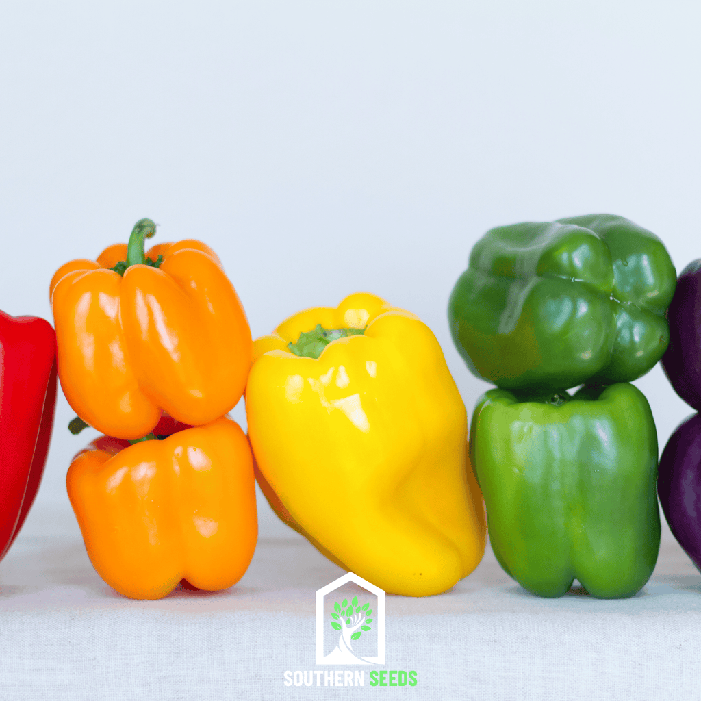 Rainbow Bell Sweet Pepper – 25 Seeds | Seeds | Wiccan Center