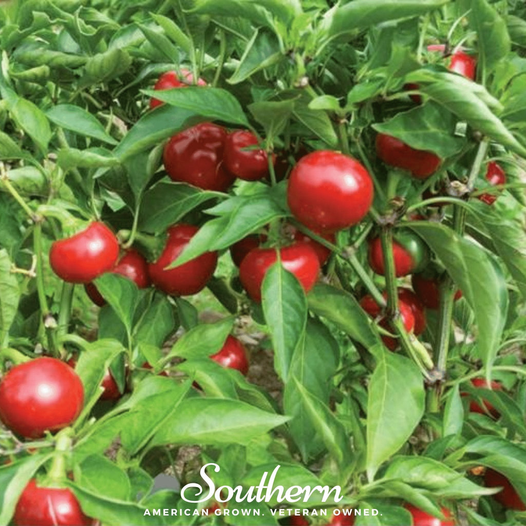 Red Hot Cherry Pepper – 25 Seeds | | Wiccan Center