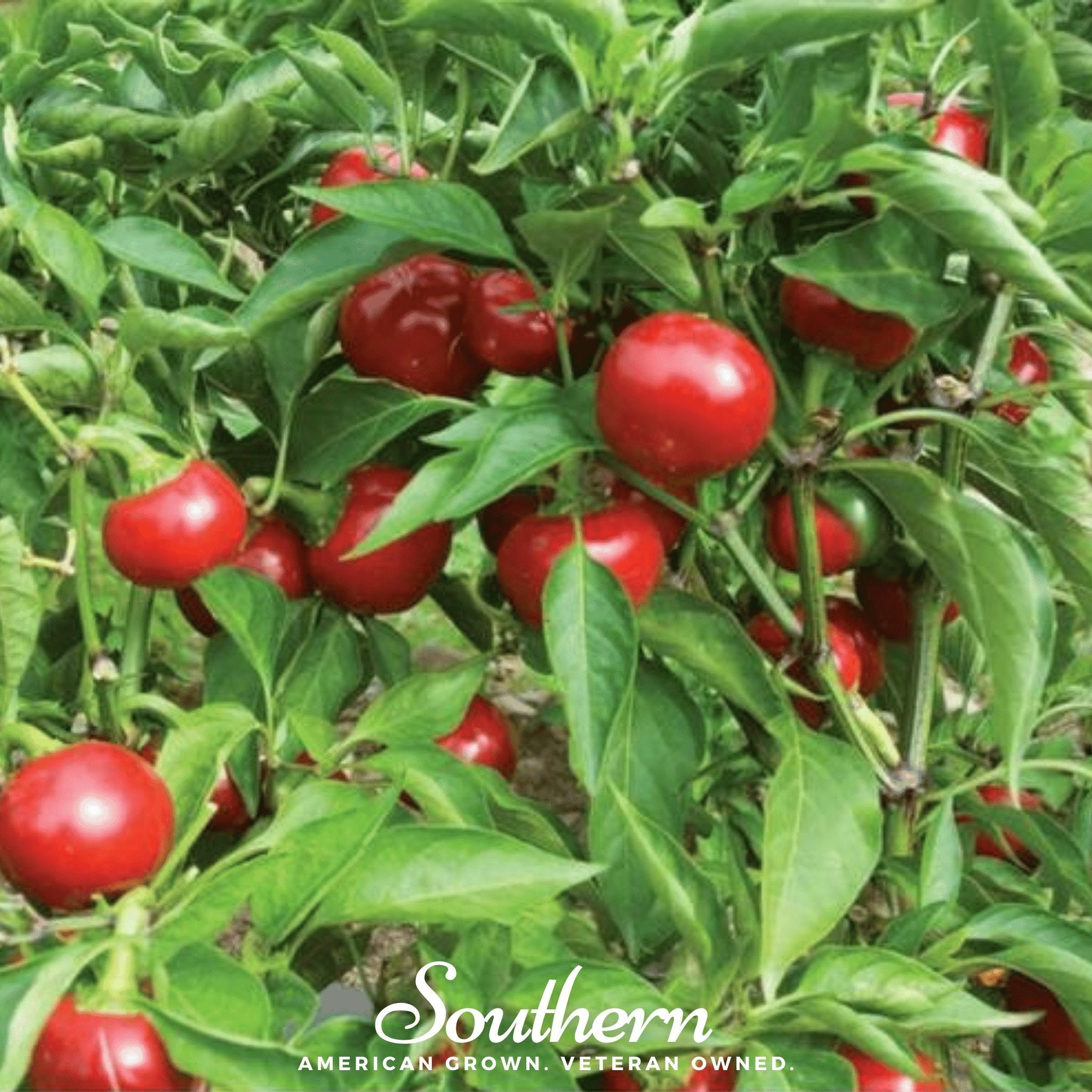 Red Hot Cherry Pepper – 25 Seeds | | Wiccan Center