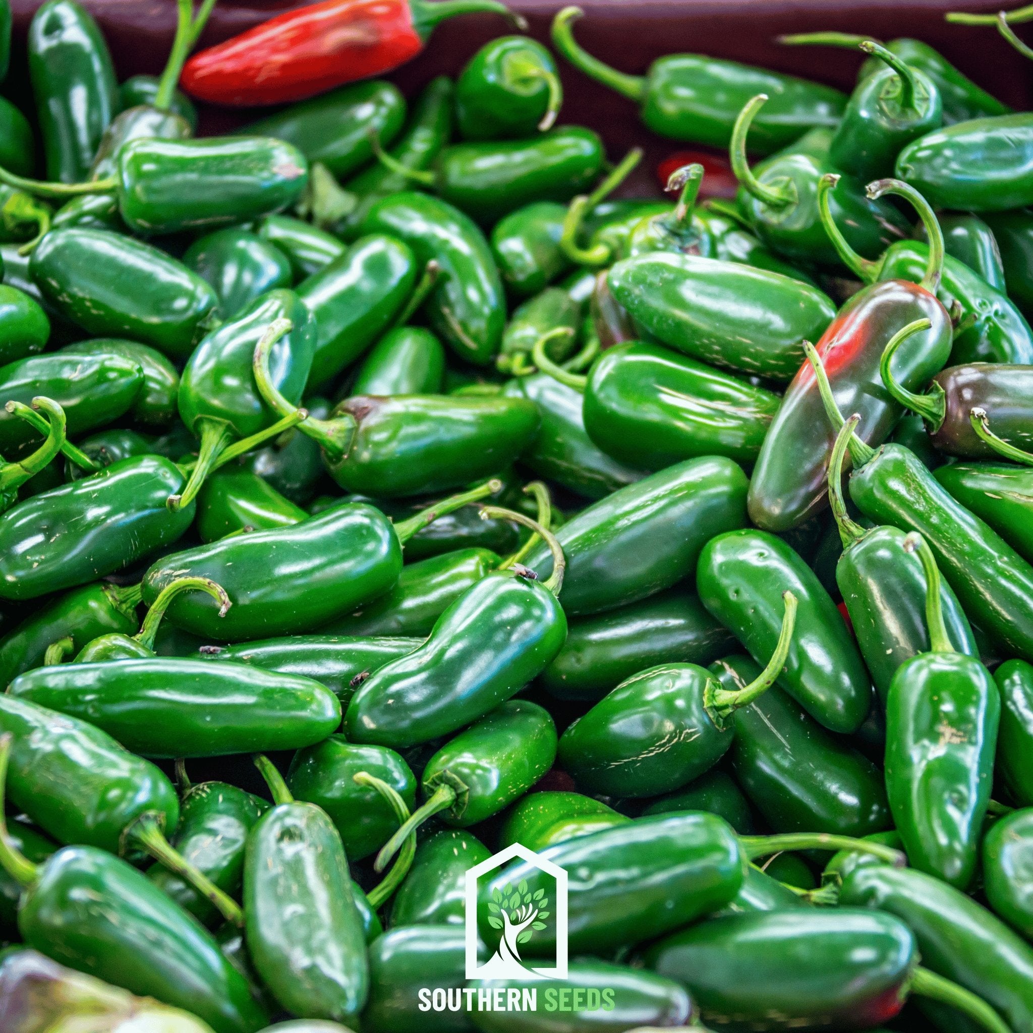 Pepper Seed Collection – 6 Essential Heirloom Peppers | Seeds | Wiccan Center