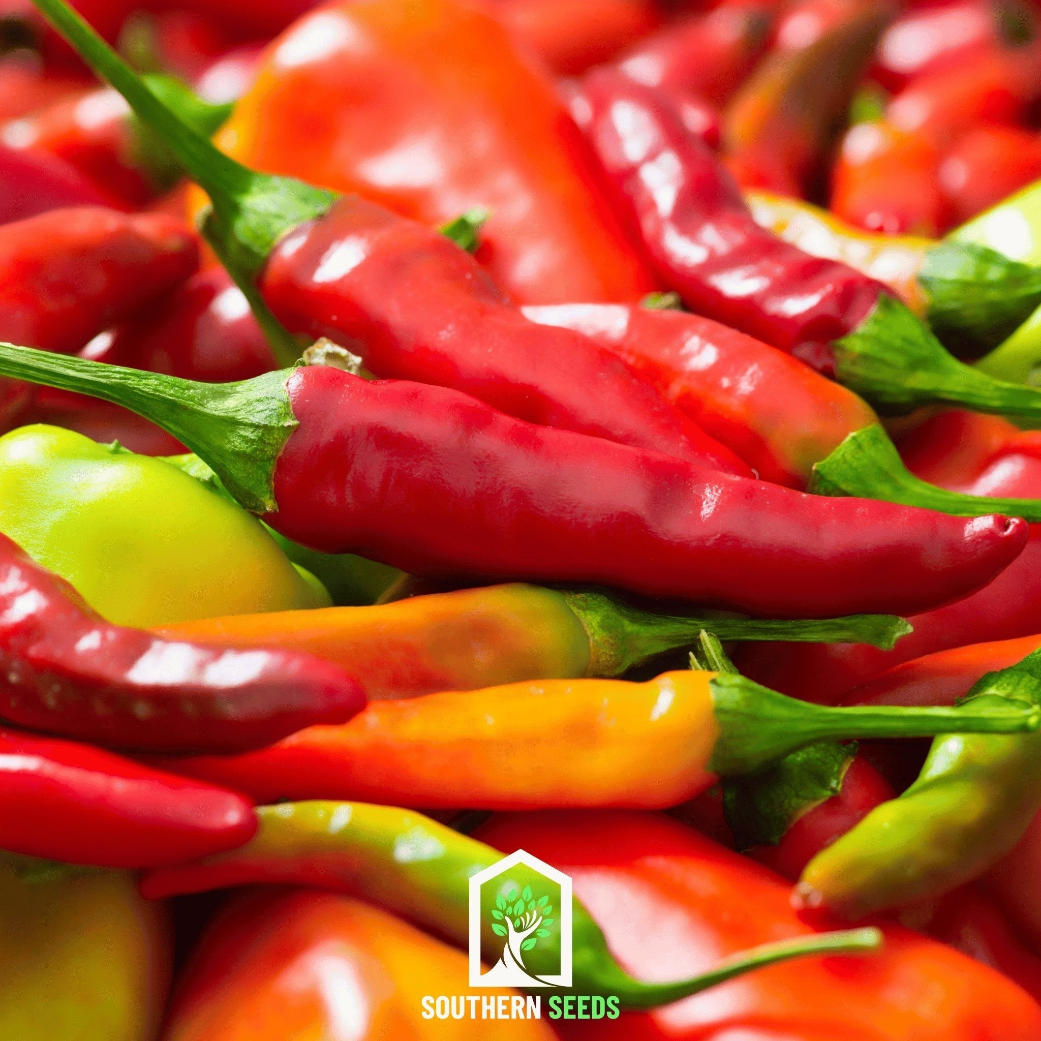 Pepper Seed Collection – 6 Essential Heirloom Peppers | Seeds | Wiccan Center
