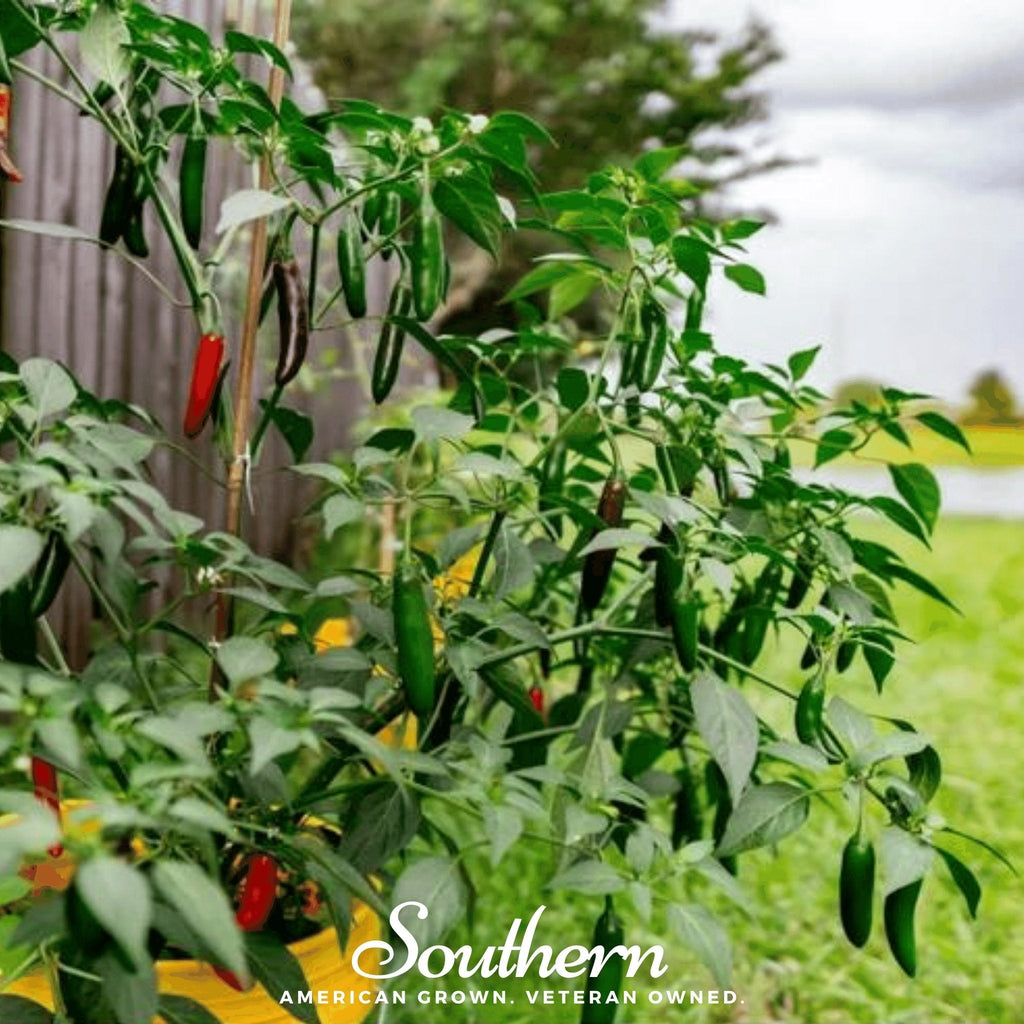 Serrano Pepper – 25 Seeds | | Wiccan Center