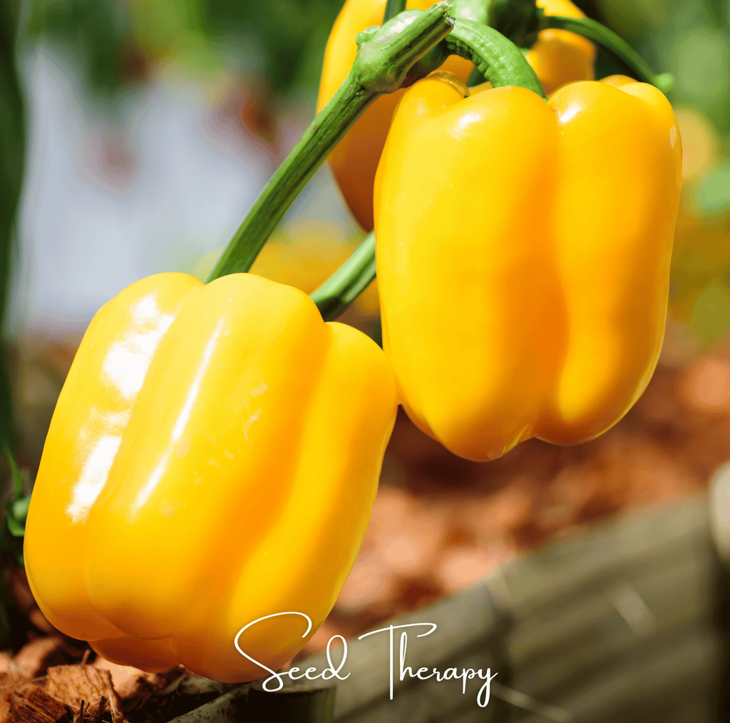 Sunbright Bell Pepper – 30 Seeds | Seeds | Wiccan Center