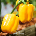 Sunbright Bell Pepper – 30 Seeds | Seeds | Wiccan Center