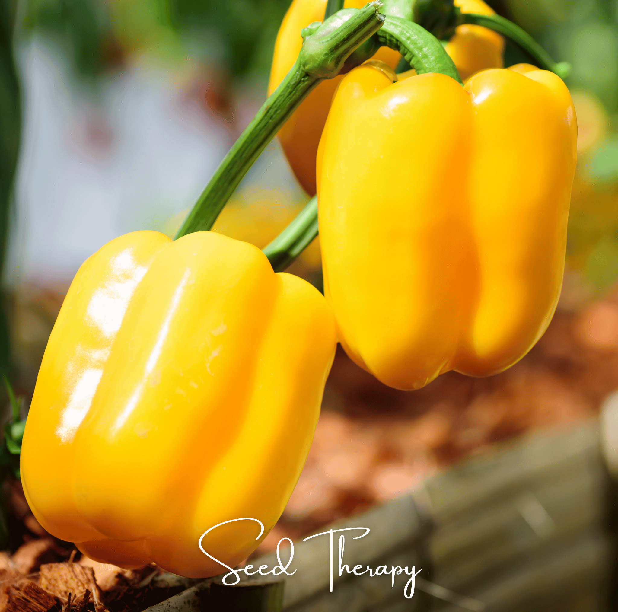 Sunbright Bell Pepper – 30 Seeds | Seeds | Wiccan Center