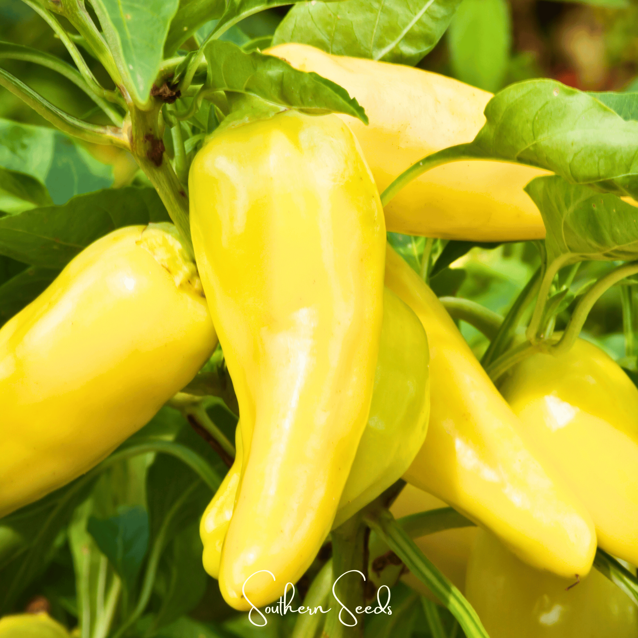 Sweet Banana Pepper – 25 Seeds | Seeds | Wiccan Center