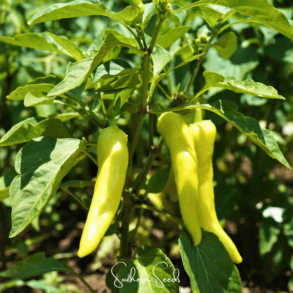 Sweet Banana Pepper – 25 Seeds | Seeds | Wiccan Center