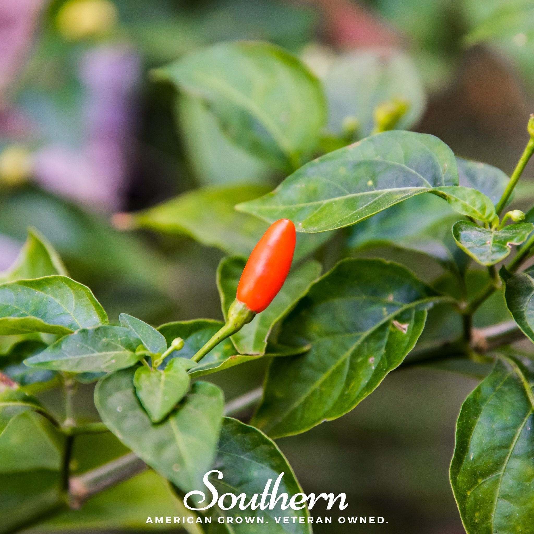 Tabasco Pepper – 50 Seeds | Seeds | Wiccan Center