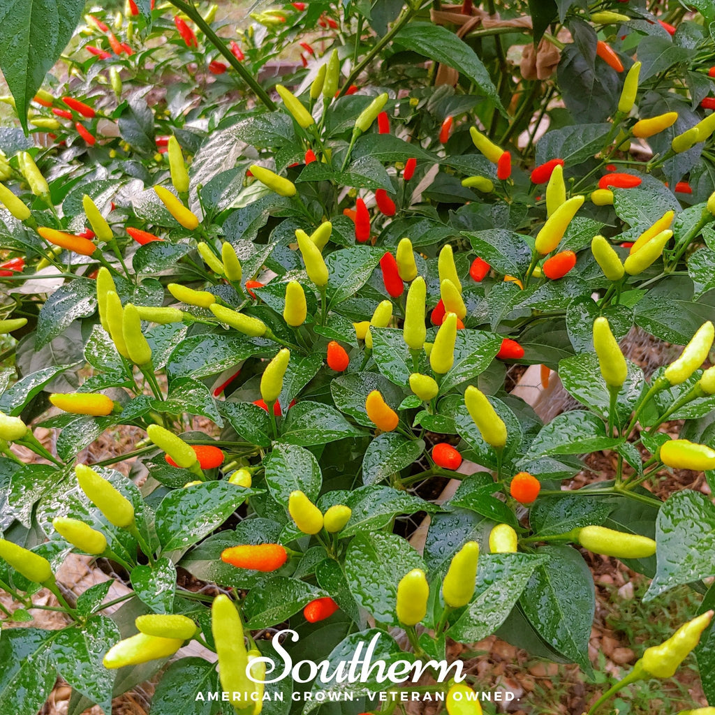 Tabasco Pepper – 50 Seeds | Seeds | Wiccan Center