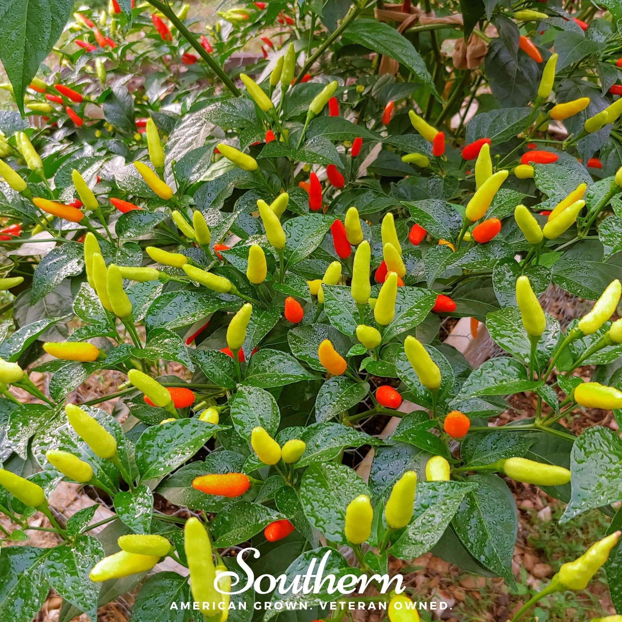 Tabasco Pepper – 50 Seeds | Seeds | Wiccan Center