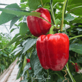 Yolo Wonder Bell Pepper – 30 Seeds | Seeds | Wiccan Center