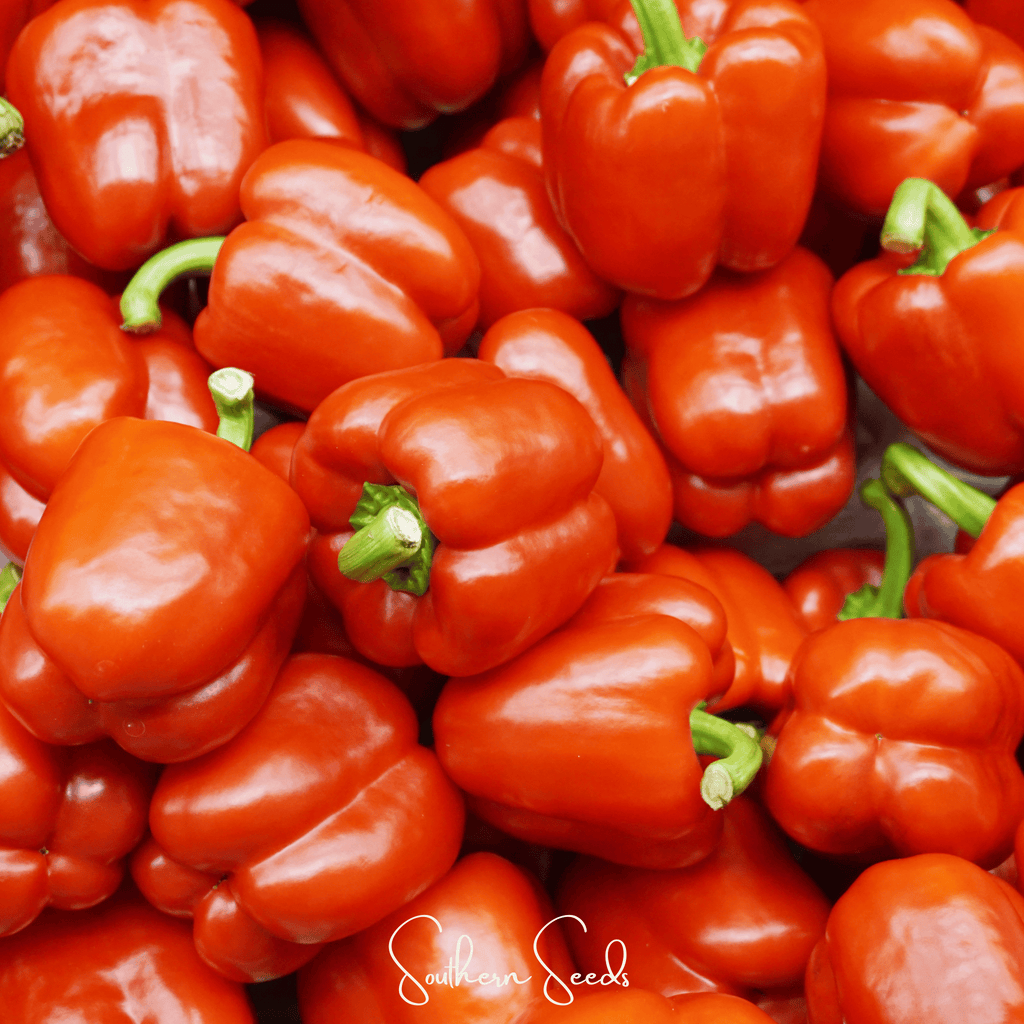 Yolo Wonder Bell Pepper – 30 Seeds | Seeds | Wiccan Center