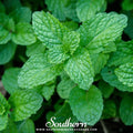 Peppermint – 100 Seeds | | Wiccan Center