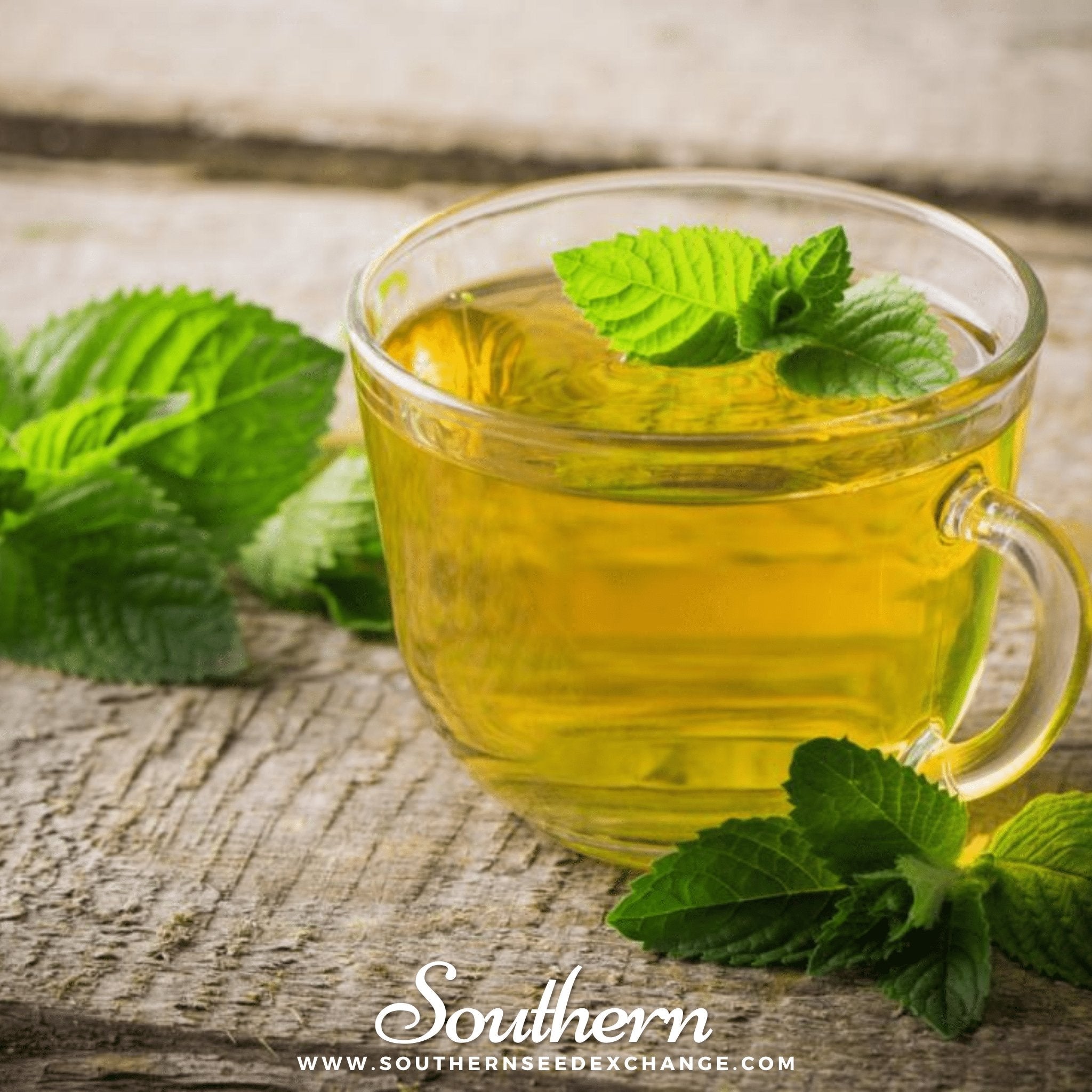 Peppermint – 100 Seeds | | Wiccan Center