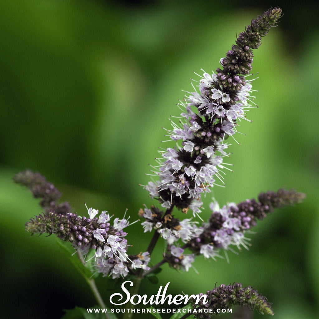 Peppermint – 100 Seeds | | Wiccan Center