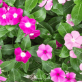 Mix Periwinkle– 100 Seeds | Seeds | Wiccan Center