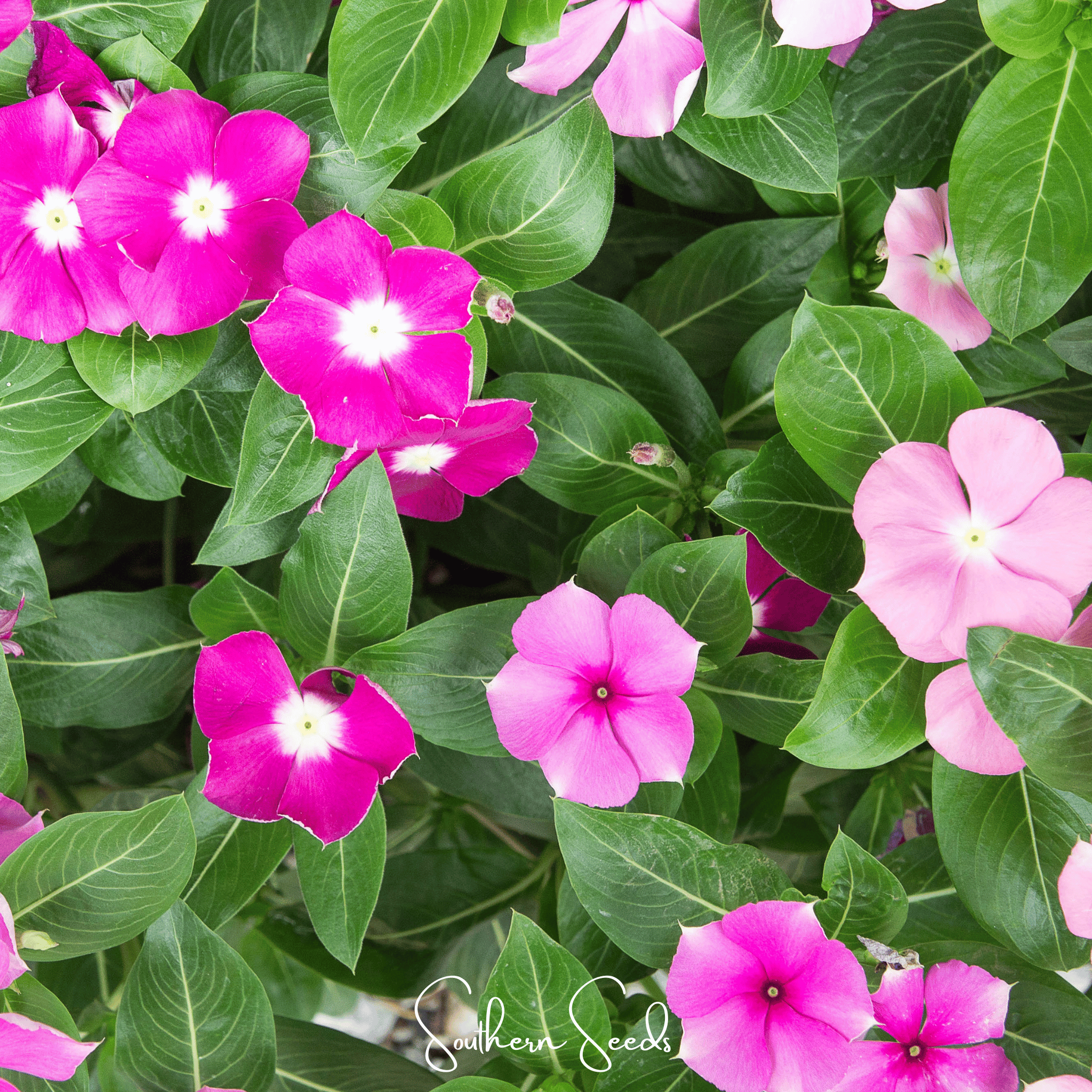 Mix Periwinkle– 100 Seeds | Seeds | Wiccan Center