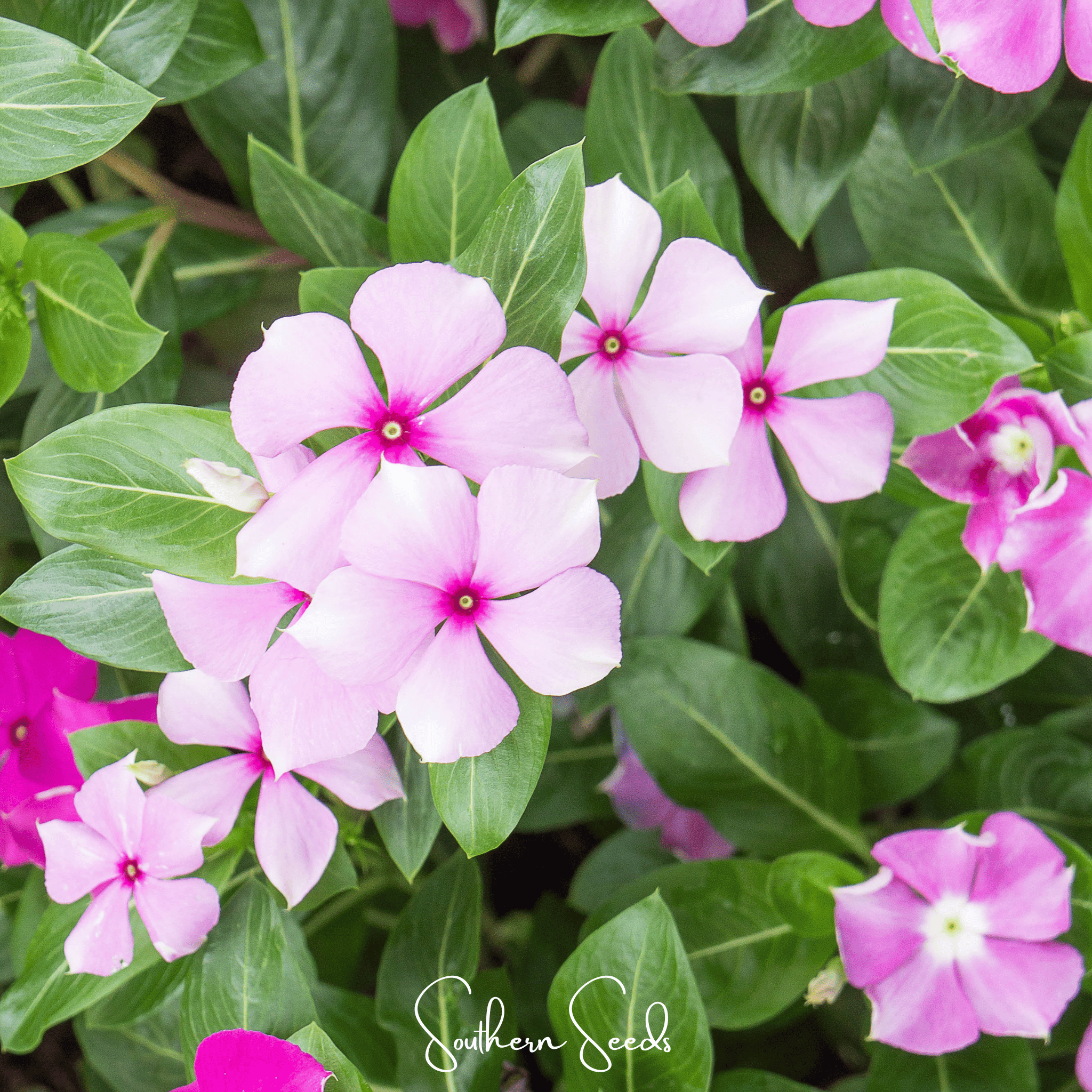 Mix Periwinkle– 100 Seeds | Seeds | Wiccan Center