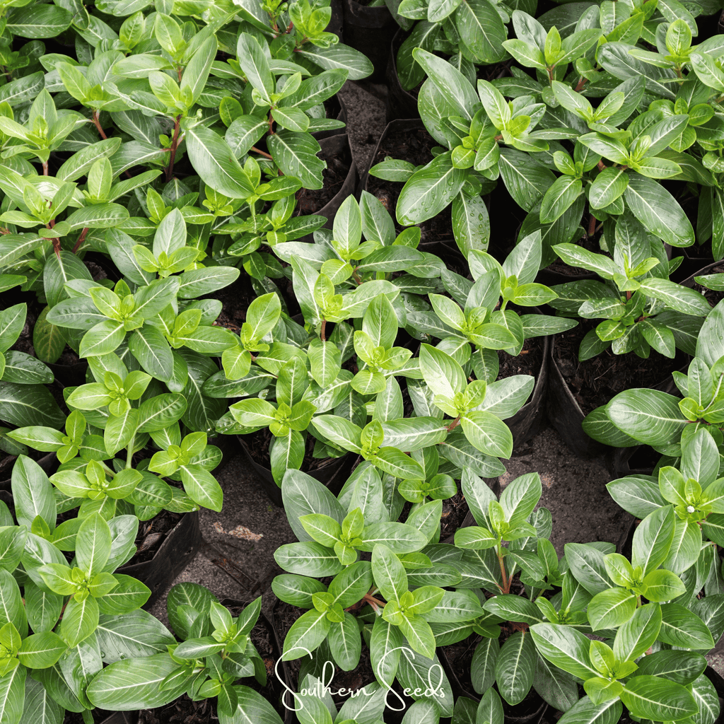Mix Periwinkle– 100 Seeds | Seeds | Wiccan Center