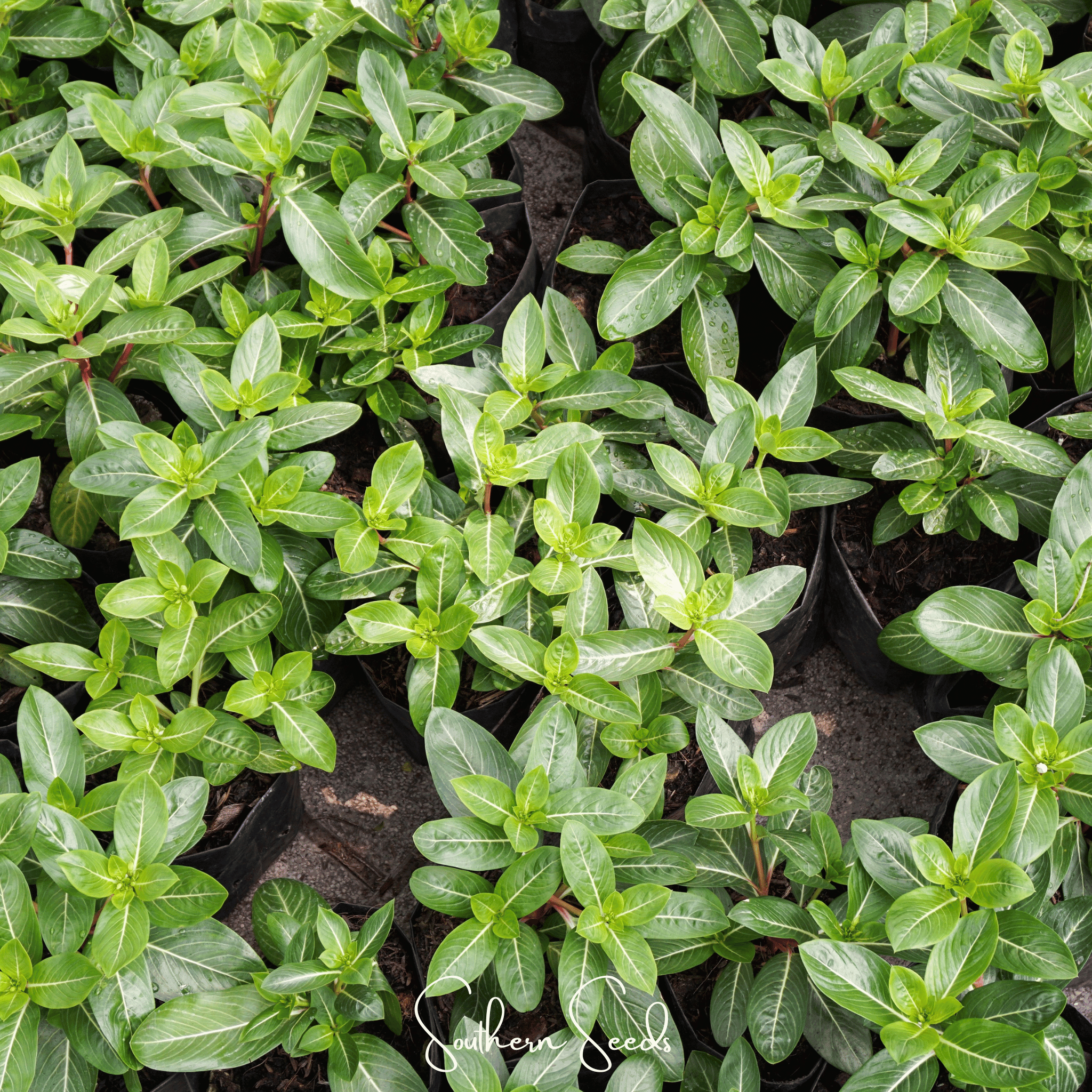 Mix Periwinkle– 100 Seeds | Seeds | Wiccan Center