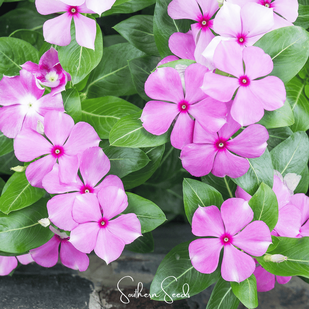 Mix Periwinkle– 100 Seeds | Seeds | Wiccan Center