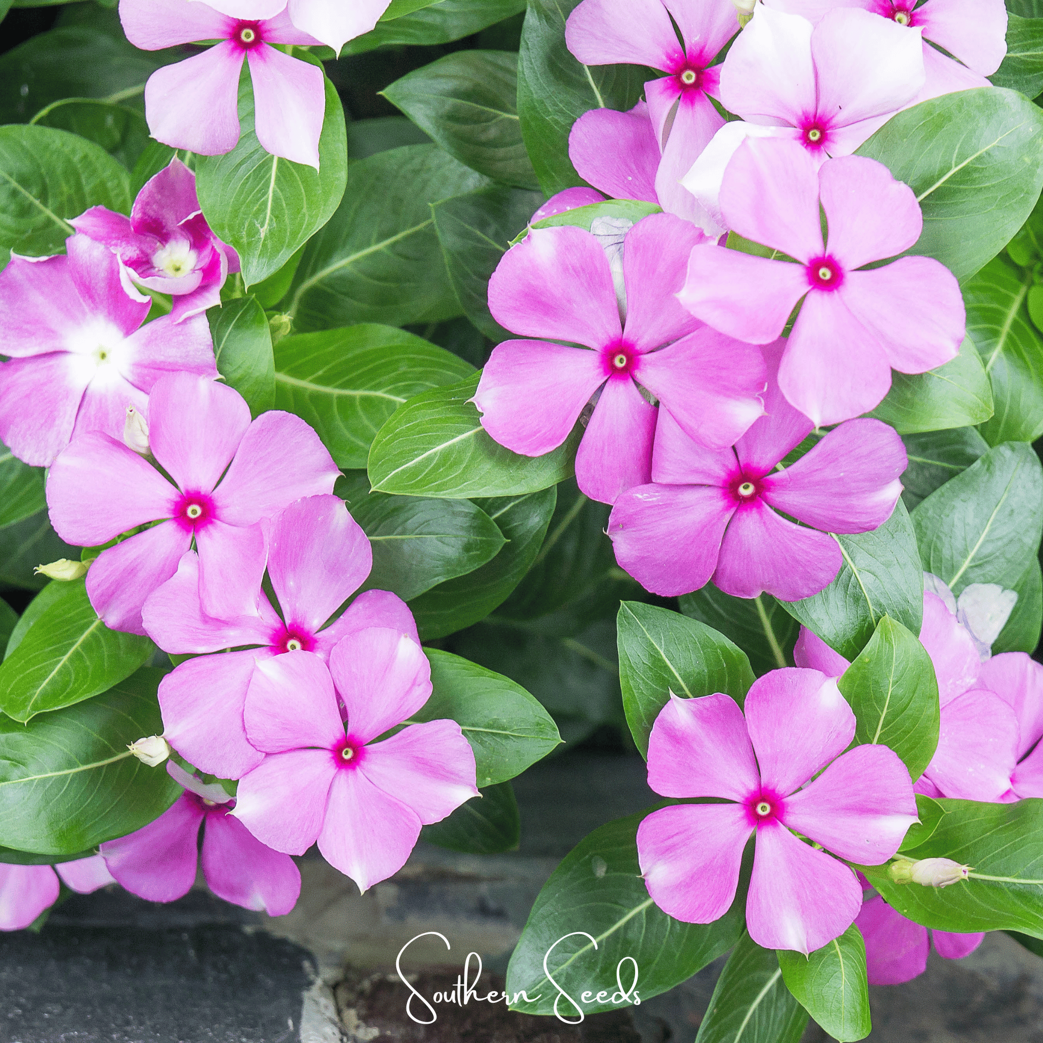 Mix Periwinkle– 100 Seeds | Seeds | Wiccan Center