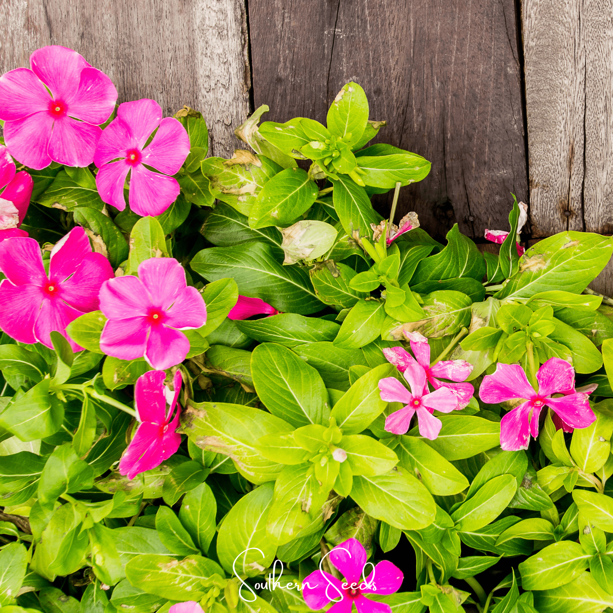 Mix Periwinkle– 100 Seeds | Seeds | Wiccan Center