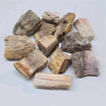 Petrified Wood Rough | Rough Stones | Wiccan Center