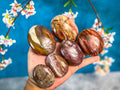 Petrified Wood Palm Stone | | Wiccan Center
