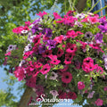 Dwarf Petunia Mix – 250 Seeds | | Wiccan Center