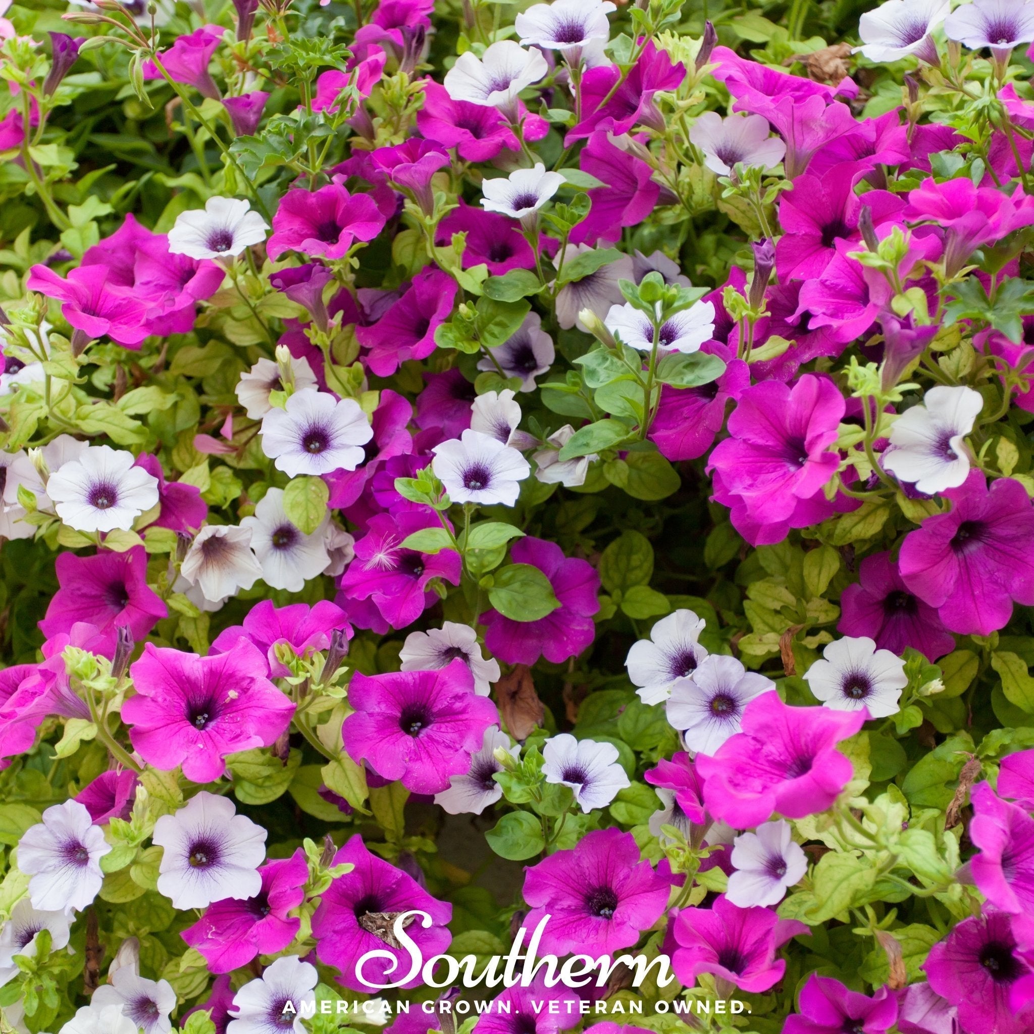 Dwarf Petunia Mix – 250 Seeds | | Wiccan Center