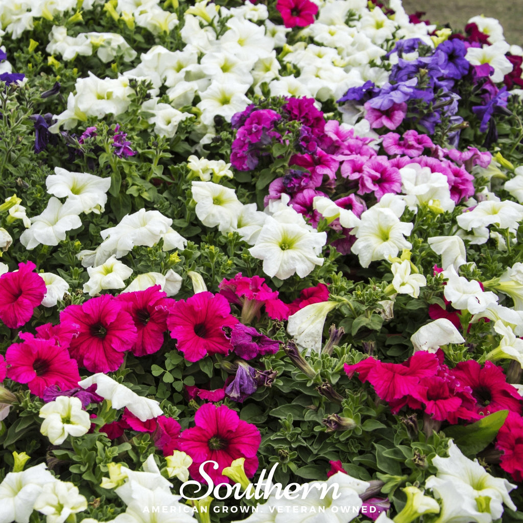 Dwarf Petunia Mix – 250 Seeds | | Wiccan Center