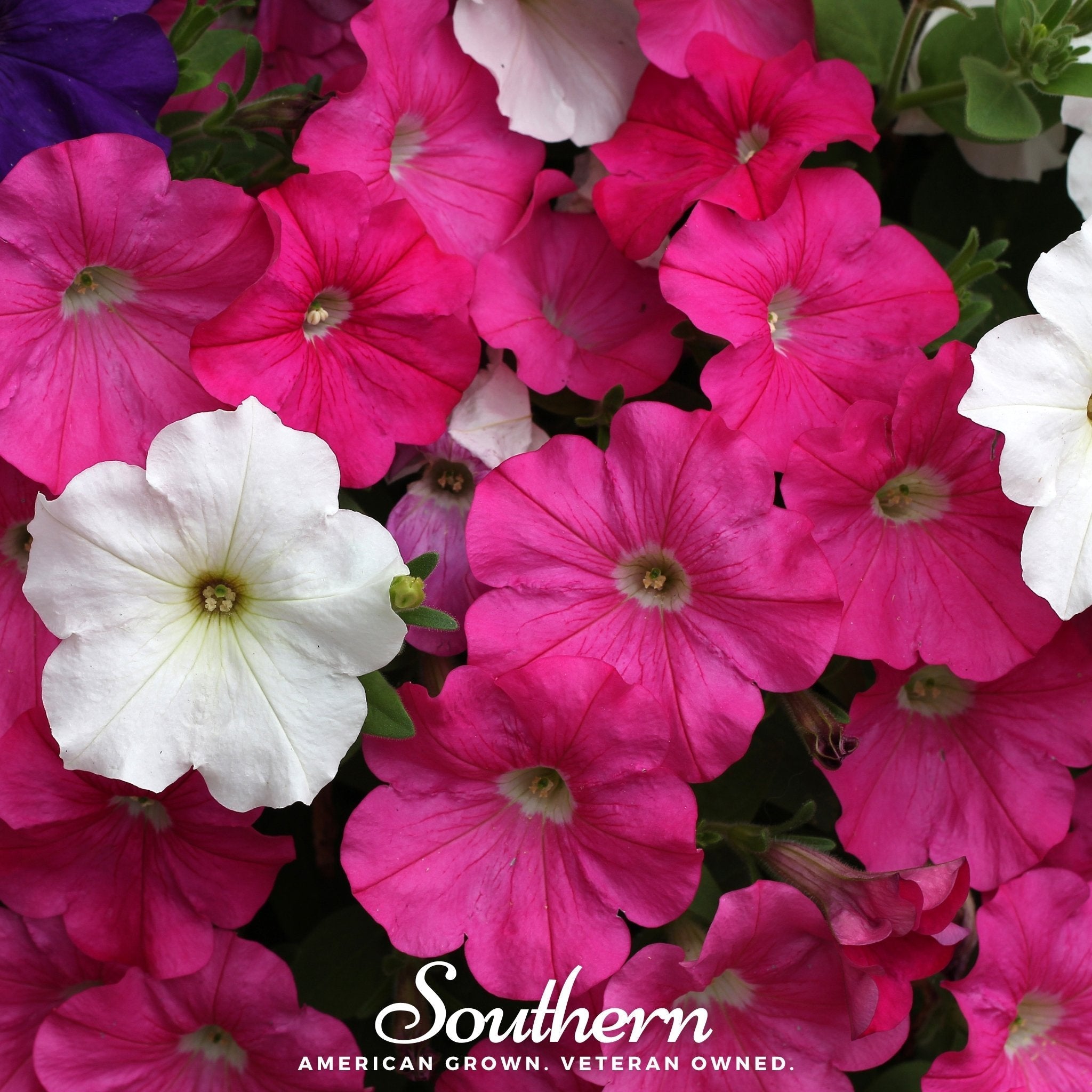 Dwarf Petunia Mix – 250 Seeds | | Wiccan Center