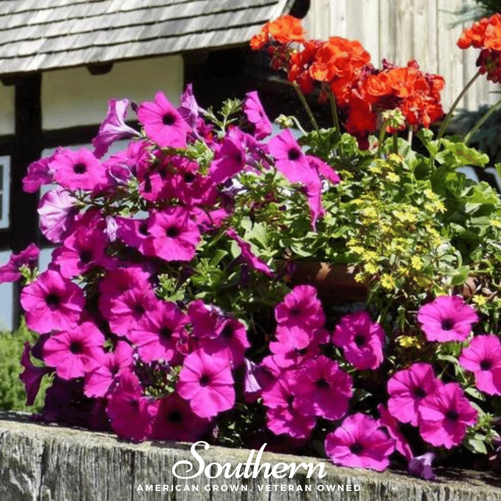 Shanin Wild Petunia – 250 Seeds | | Wiccan Center