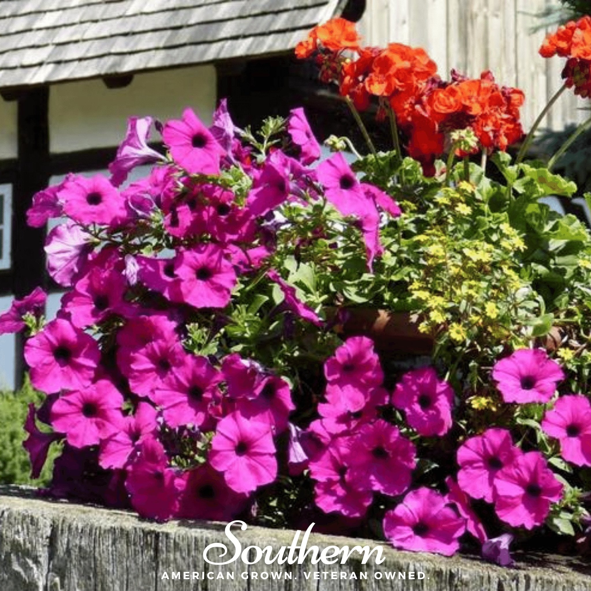 Shanin Wild Petunia – 250 Seeds | | Wiccan Center