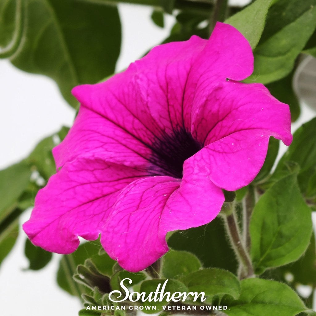 Shanin Wild Petunia – 250 Seeds | | Wiccan Center
